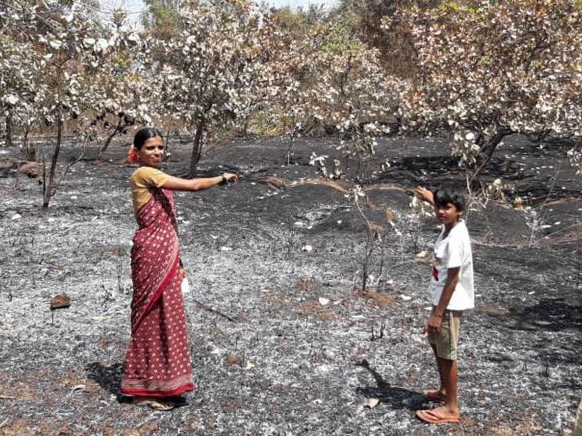 Fire in cashew nuts; Loss of millions of rupees | आडाळीत काजू बागायतीला आग ; लाखो रुपयांचे नुकसान