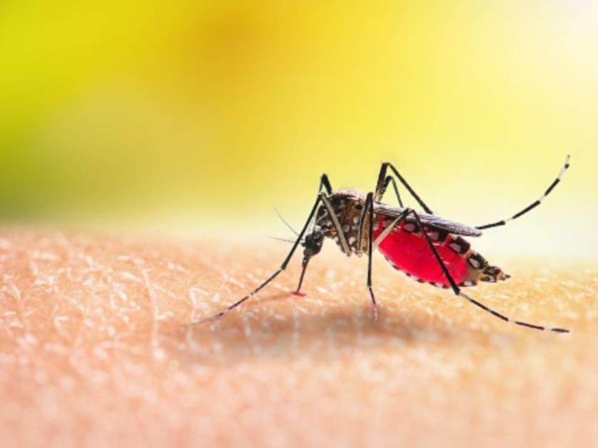 Why do mosquitoes drink human blood? Know the reason | डास मनुष्यांचं रक्त का पितात? वैज्ञानिकांनी शोधलं याचं कारण...