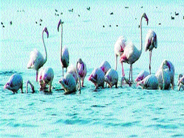 Nandur Madheshwar got Ramsar status | नांदूरमधमेश्वरला मिळाला रामसर दर्जा