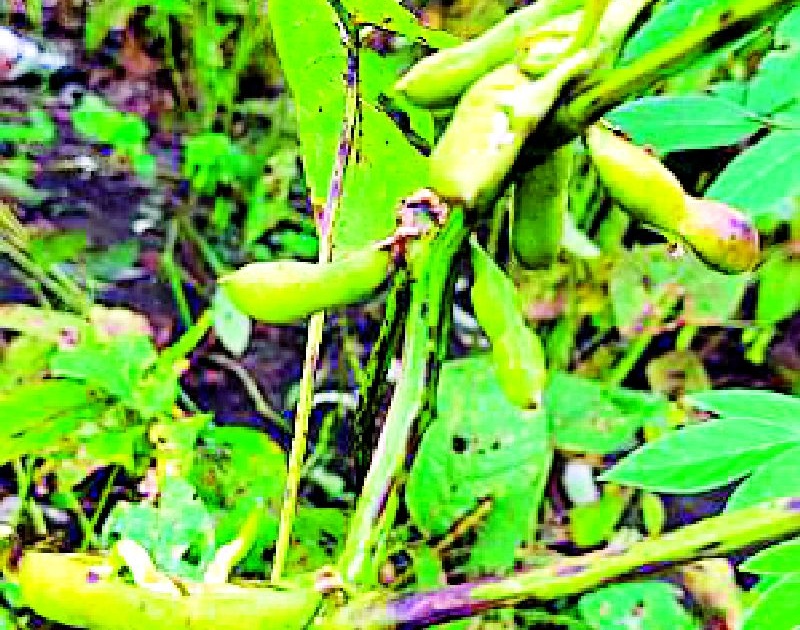 Rains sprouted soybeans | पावसाने सोयाबीनला फुटले कोंब