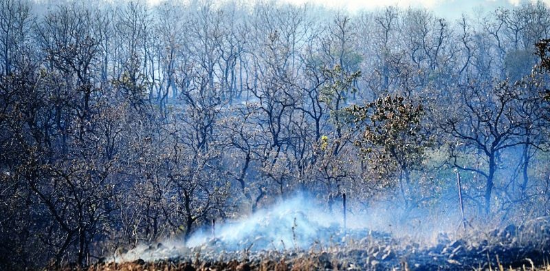 Fireballs in the South Wadali Forest | दक्षिण वडाळी जंगलात आगीचे तांडव