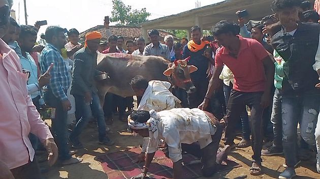 Aglivega Godhana Puja at Jambora in Bhandara District; A herd of cows ran over the cowherd | भंडारा जिल्ह्यातील जांभोरा येथे आगळीवेगळी गोधनाची पूजा; गुराख्याच्या अंगावरून धावला गायींचा कळप