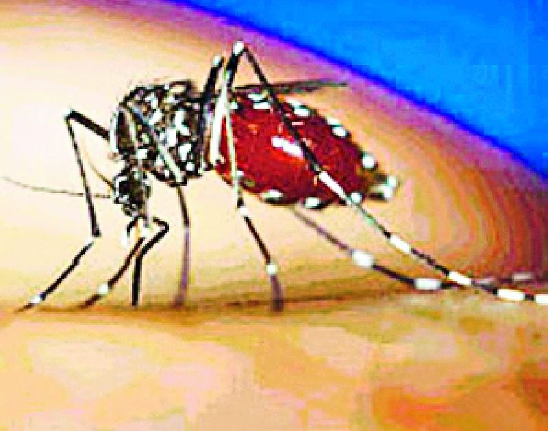 Dengue, an increase in the prevalence of diabetes | डेंग्यू, हिवतापाच्या रुग्णसंख्येत वाढ
