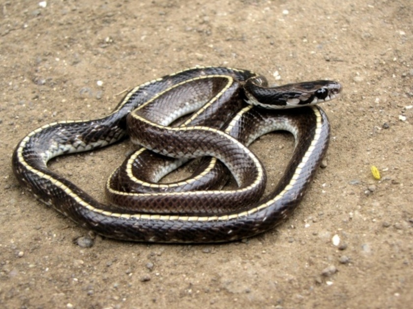 What do you say The missing Indian snake was found 160 years ago in amravati | काय सांगता? 160 वर्षांपूर्वी लुप्त झालेला भारतीय 'अंडीखाऊ' साप आढळला