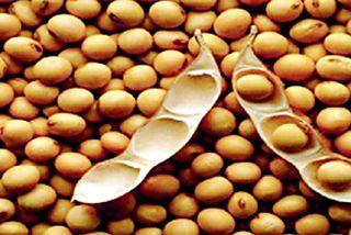 Mung bean, soyabean purchase will be available online | मूग, सोयाबीन खरेदी आॅनलाईन होणार