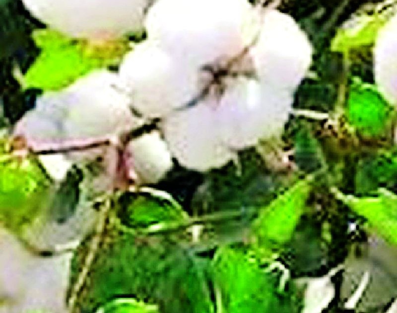 Purchase of 30 lakh 44 thousand 226 quintals of cotton | ३० लाख ४४ हजार २२६ क्विंटल कापूस खरेदी