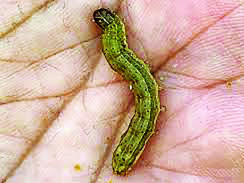 Fall Army worm rises on cotton! | कपाशीवर वाढला ‘लष्करी’ चा धोका!