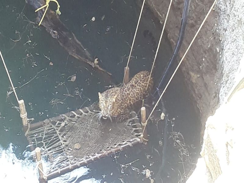After 12 hours, the leopard was taken out of the well | विहिरीत पडलेल्या बिबट्याला काढले १२ तासानंतर बाहेर