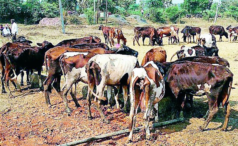 Confusion in dead cows numbers | मृत गाईंच्या आकड्यात गोलमाल