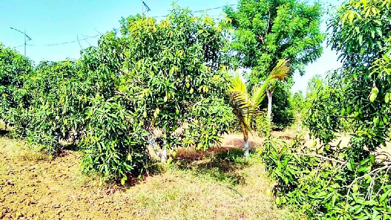 Chikhaliat Phuletey Amrai near Goregaon | गोरेगावजवळील चिखलीत फुलतेय आमराई