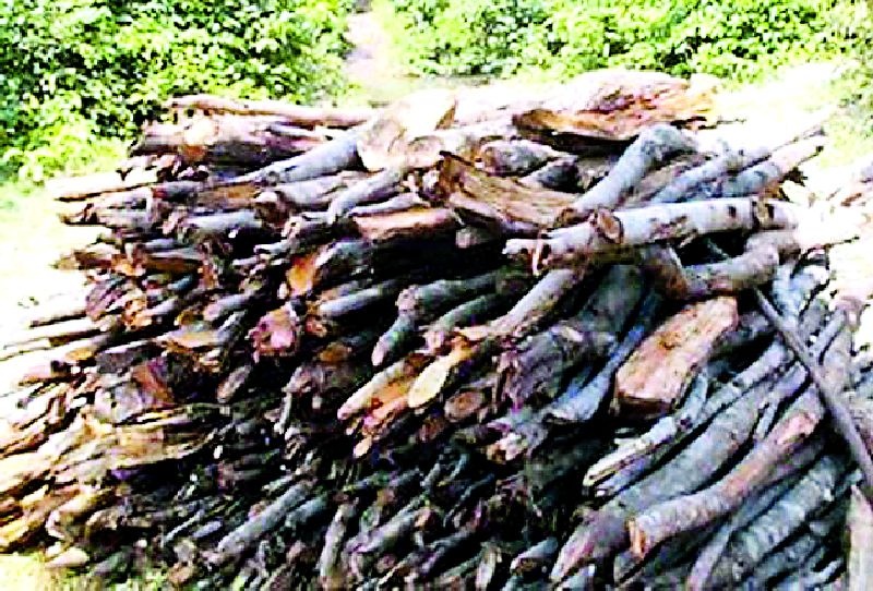Burnt wood slaughter | जलाऊ लाकडांसाठी जंगलाची कत्तल