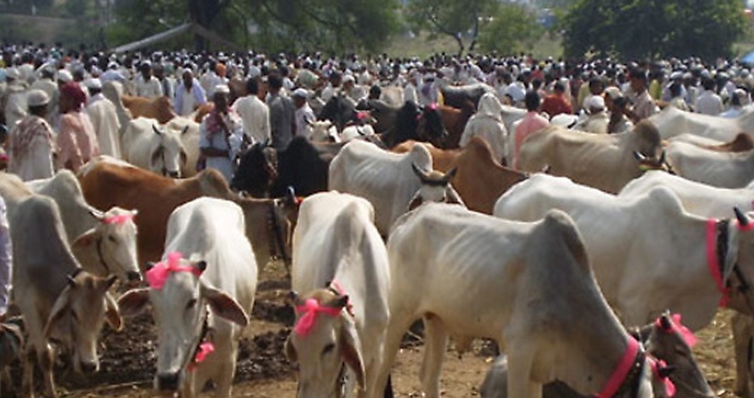 Farmers selling bulls at cheaper rates | सर्जा-राजाची कवडीमोल भावात विक्री...