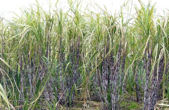 The sugarcane weed research center will be on 100 acres | शंभर एकरावर होणार ऊस बेणे संशोधन केंद्र