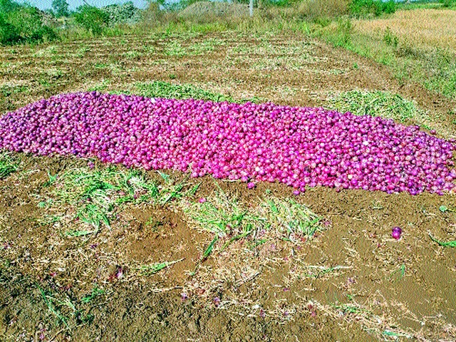 The onion surrounded; Farmers worried | कांदा घसरला; शेतकरी चिंतित