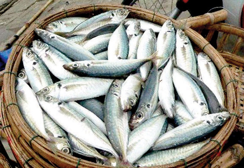 Fishery prices fall, stormy winds blow: Results on fisheries | मासळीचे दर कडाडले, वादळी वाऱ्यांचा फटका : मत्स्य व्यवसायावर परिणाम