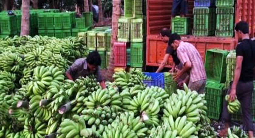 Demand for bananas in Karmala Anmadha taluka in North India | करमाळा अन् माढा तालुक्यातील केळीला उत्तर भारतात मागणी