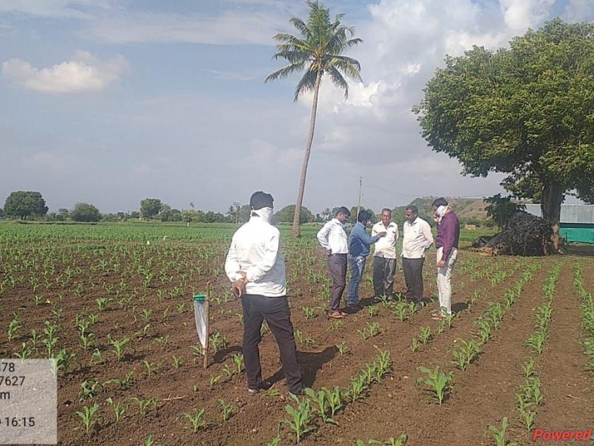 A representative visit to the area affected by the armyworm infestation on maize | मक्यावरील लष्करीअळी प्रादुर्भाव ग्रस्त क्षेत्रास प्रातिनिधीक स्वरूपात भेट