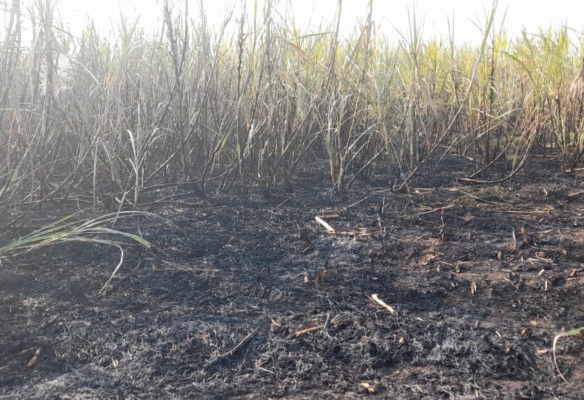 One and a half acre of sugarcane burnt in Mahalkheda | महालखेड्यात दीड एकर ऊस भस्मसात