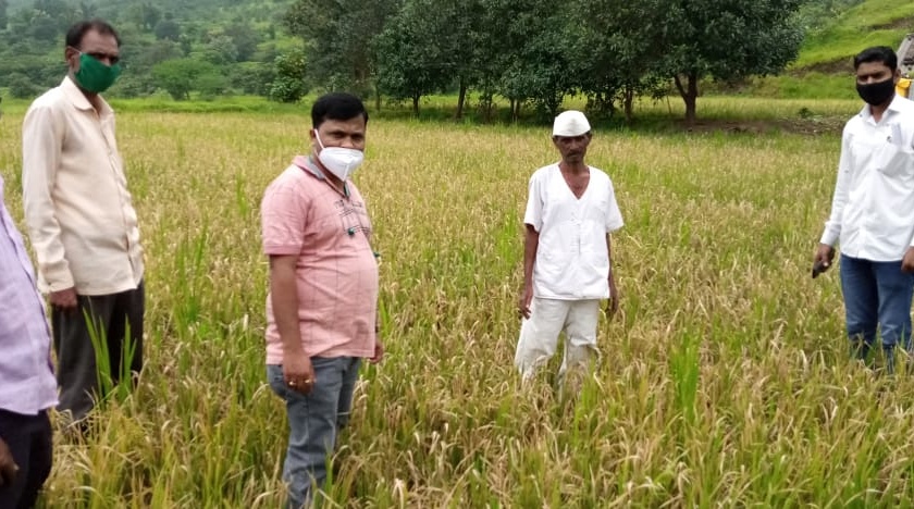 Demand for immediate panchnama of paddy fields damaged due to outbreak of taxa | करपा रोगाच्या प्रादुर्भावाने नुकसान झालेल्या भातशेतीचे त्वरित पंचनामे करण्याची मागणी
