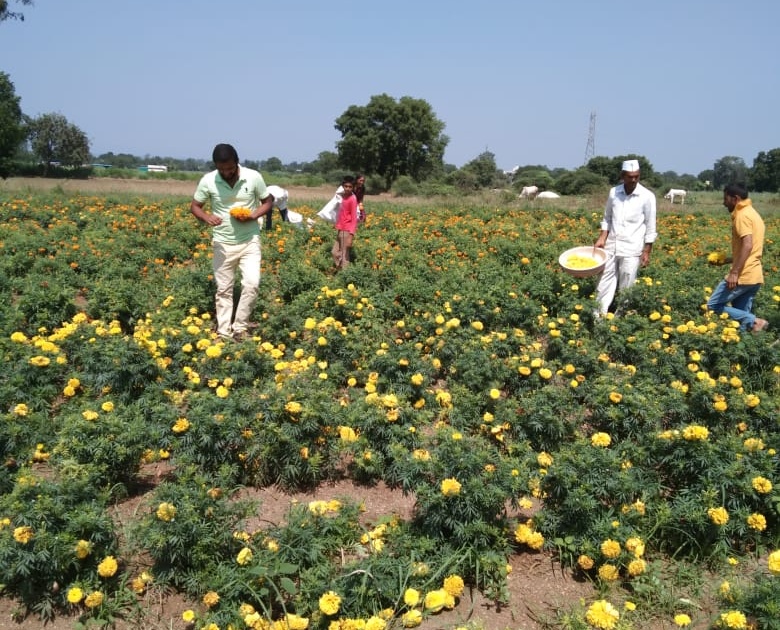 Flowers provided financial support to productive farmers | फुलांनी उत्पादक शेतकऱ्यांना दिला आर्थिक आधार