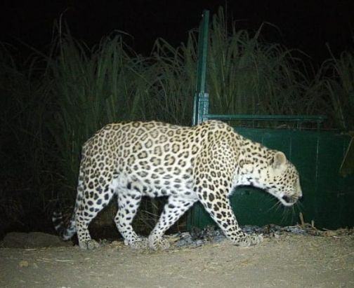 Leopard infestation in agricultural areas | खेतिया परिसरात बिबट्याचा संचार