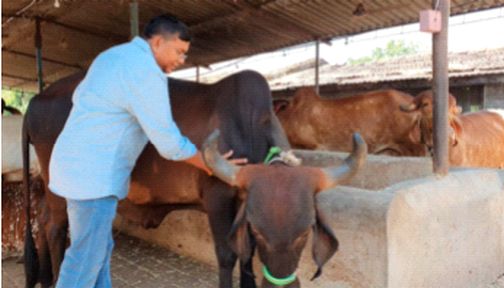 Sakalla Gir cow stable from the hobby | छंदातून साकारला गीर गायींचा तबेला