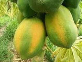 Decision to discontinue papaya chop if not getting the right price | योग्य भाव न मिळाल्यास पपई तोड बंद करण्याचा निर्णय