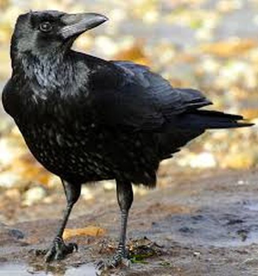 Alerts in 24 villages due to dead crows | मृत कावळ्यांमुळे २४ गावांमध्ये अलर्ट