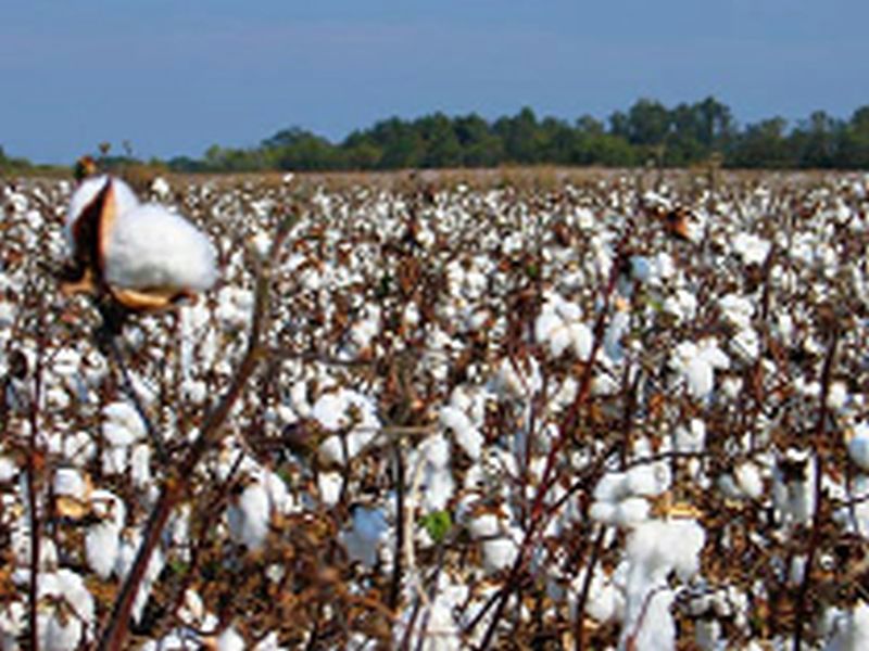 Buy cotton at a lower rate than 'Guarantee' | ‘हमी’ पेक्षाही कमी दरात कापूस खरेदी