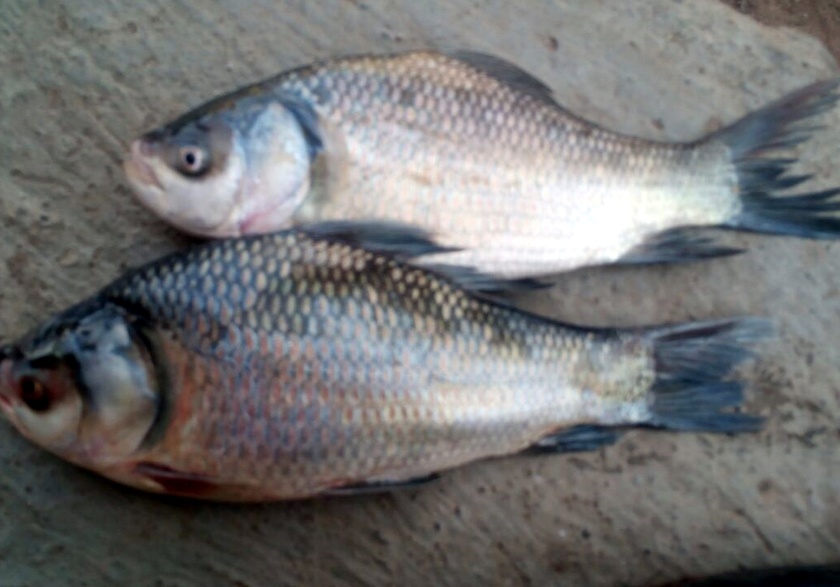 Parbhani: Fisheries business threatened in Yeldari dam | परभणी : येलदरी धरणातील मत्स्य व्यवसाय धोक्यात