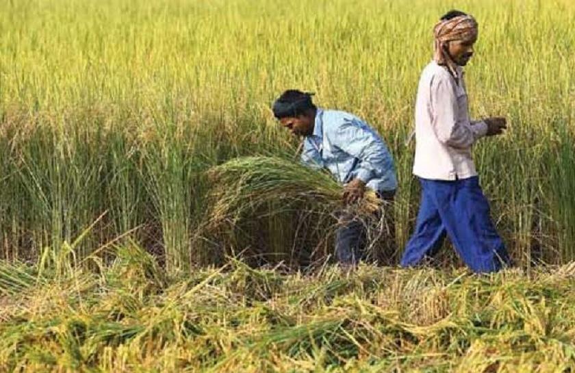 Due to lockdown, rabi season harvesting and selling on 1.5 lakh hectares is stalled | लॉकडाऊनमुळे दीड लाख हेक्टरवर रब्बी हंगाम कापणी-विक्री रखडत रखडतच