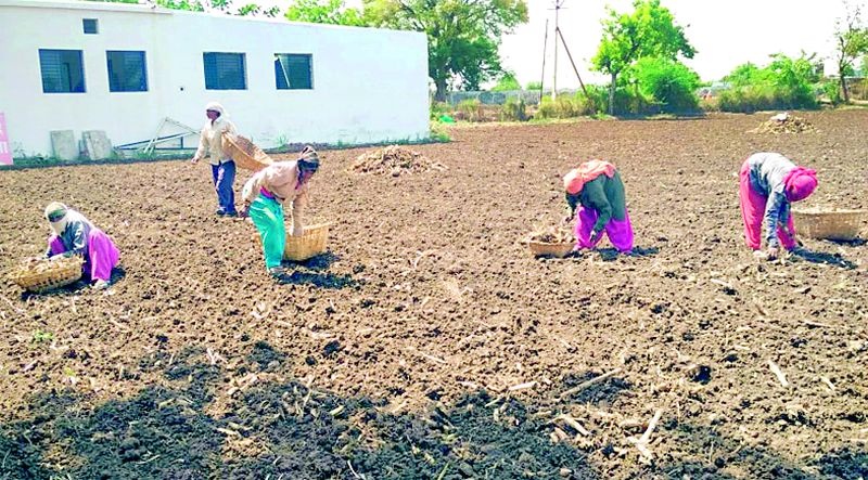 Farmers are now almost ready for pre-sowing cultivation | शेतकऱ्यांची लगबग आता पेरणीपूर्व मशागतीसाठी