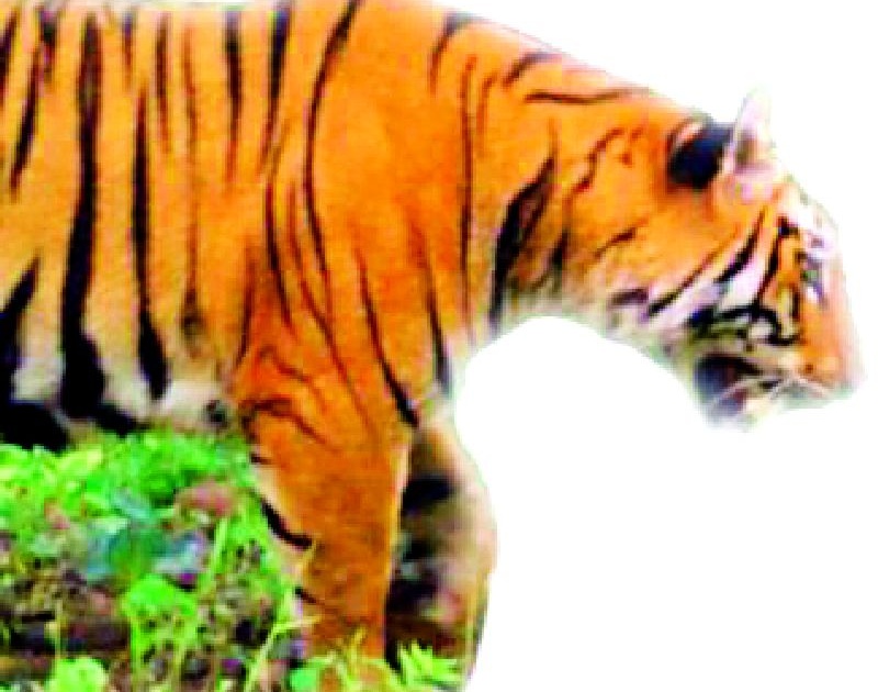 Existence of four capacity tigers in Tipeshwar Sanctuary | टिपेश्वर अभयारण्यात क्षमतेच्या चौपट वाघांचे अस्तित्व