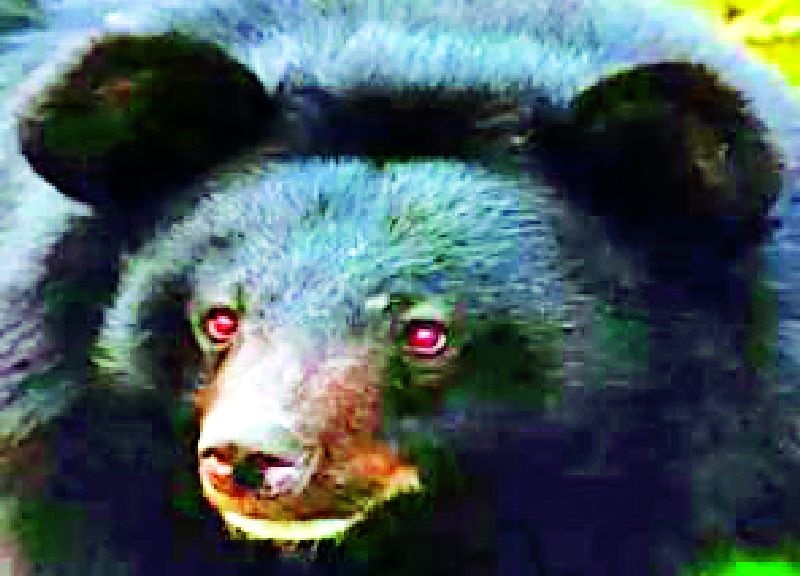 Bear hunting with lightning shock in the arena | आर्णीत विजेचा शॉक देऊन अस्वलाची शिकार