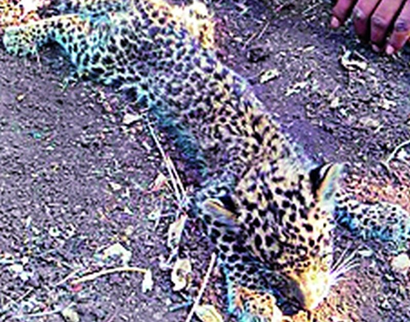 Mahagavan's catastrophic calf dies in Nagpur | महागावच्या बिबट बछड्याचा नागपुरात मृत्यू