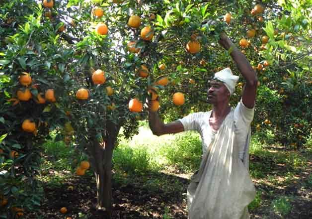 On the orange tree itself; Breaking deadline; The lives of producers are hanging in the balance | संत्रा झाडावरच; तोडण्याची मुदत संपली; उत्पादकांचा जीव टांगणीला