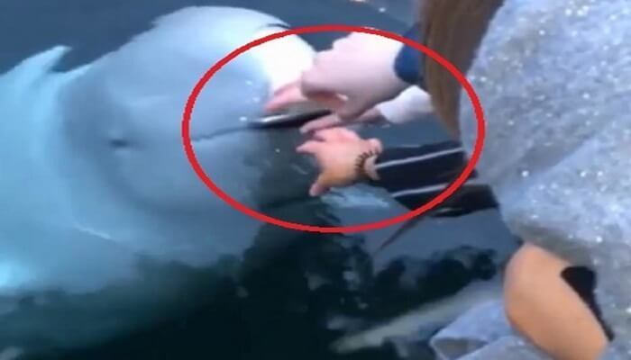 Russian spy whale saves woman's phone after she drops it in ocean | Video: चमत्कार...समुद्रात बुडालेला तिचा आयफोन वाचवण्यासाठी 'देवा'चा मत्स्यावतार