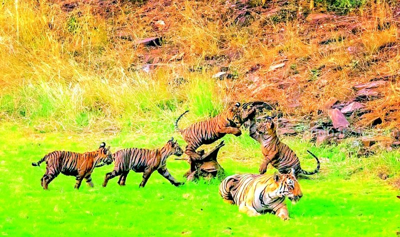 Tiger cubs attracted tourists in Umared Karhandla Tiger reserve | उमरेड-कऱ्हांडला अभयारण्यातील बछड्यांची पर्यटकांत क्रेझ