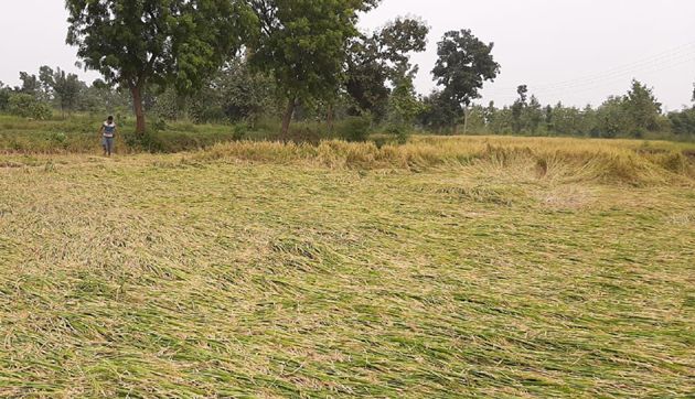 Massive loss of beans, paddy, cotton and orange crop | सोयाबीन, धान, कापूस व संत्रा पिकाचे मोठ्या प्रमाणात नुकसान