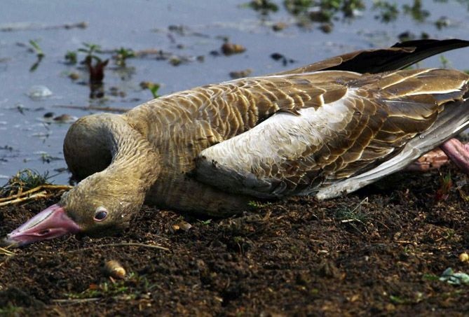 Exotic birds die in Sringarbandh lake in Gondia district |  गोंदिया जिल्ह्यातील शृंगारबांध तलावात विदेशी पक्ष्यांचा मृत्यू 