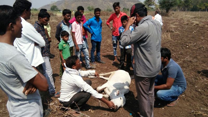 Eight cattle have died due to poisoning in Chandrapur district | चंद्रपूर जिल्ह्यात विषबाधेमुळे आठ जनावरे दगावली