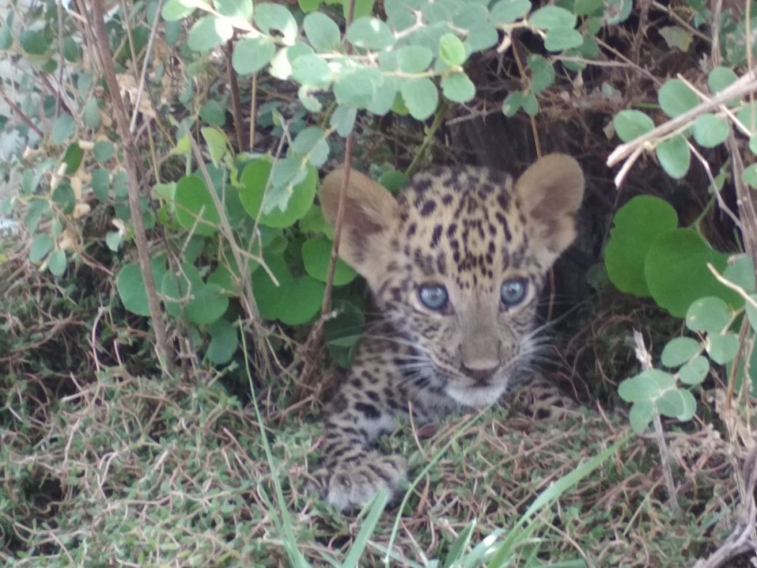 Leopard cub detached from mother in Wardha district | वर्धा जिल्ह्यात बिबट्याच्या बछड्याची मातेपासून ताटातूट; उपचारानंतर सोडणार जंगलात