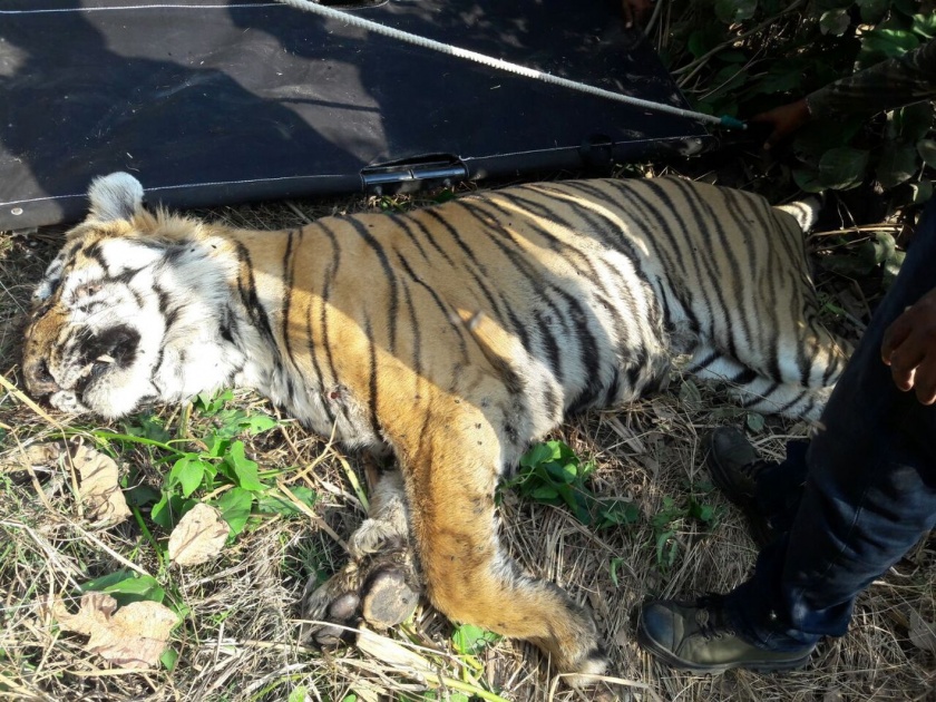 Tiger died who was wounded five days in Chandrapur district | चंद्रपूर जिल्ह्यात पाच दिवसांपासून जखमी असलेल्या ढाण्या वाघाचा मृत्यू