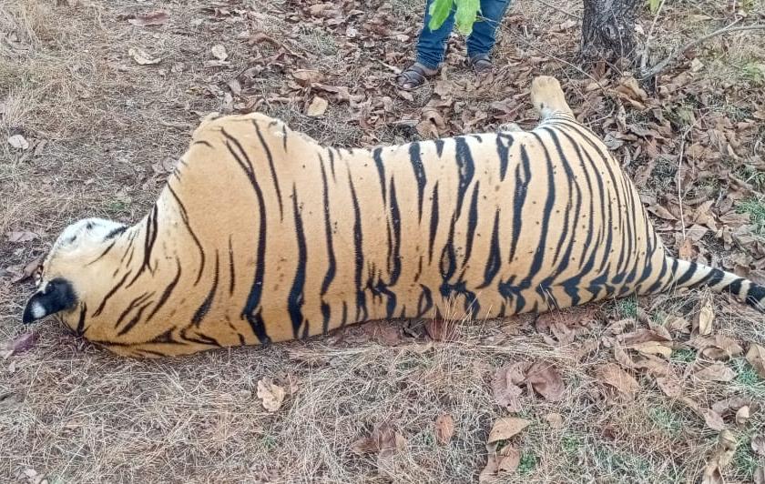 tiger poaching with electric shock, Nails and teeth missing | विद्युत शॉक देऊन वाघाची शिकार, नखे व दात गायब