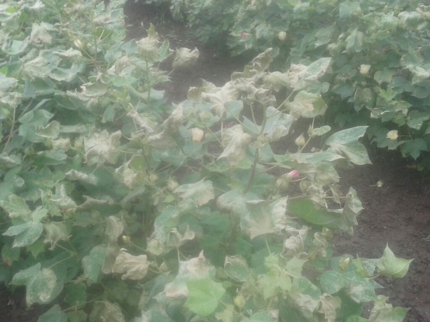  After spraying pestiside cotton crop distroyed | फवारणीनंतर करपली साडेतीन एकरातील कपाशी!