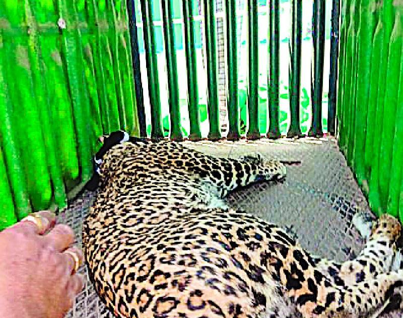 The leopard refused to eat | ‘त्या’ जेरबंद बिबट्याने आहार नाकारला