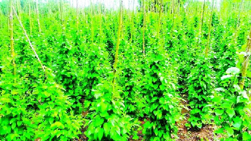 Deprived of Panpimpari grower subsidy | पानपिंपरी उत्पादक अनुदानापासून वंचित