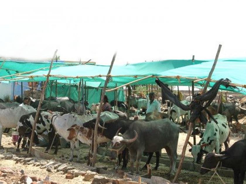 A loop of action around 87 camps in Beed | बीडमध्ये ८७ छावणीचालकांभोवती कारवाईचा पाश