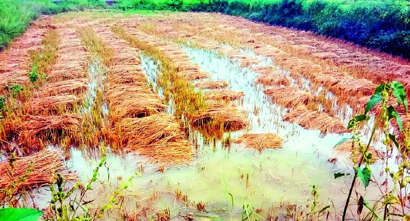 The return of rain caused the loss of the farmers | परतीच्या पावसाने केला शेतकऱ्यांचा घात