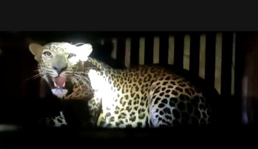 Leopards captured in Dangsaundane | डांगसौंदाणेत बिबट्या जेरबंद